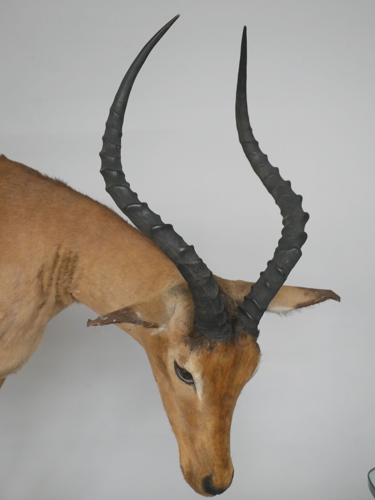 Null Impala (Aepyceros melampus) mâle, naturalisé. 

En pied sur une base natura&hellip;