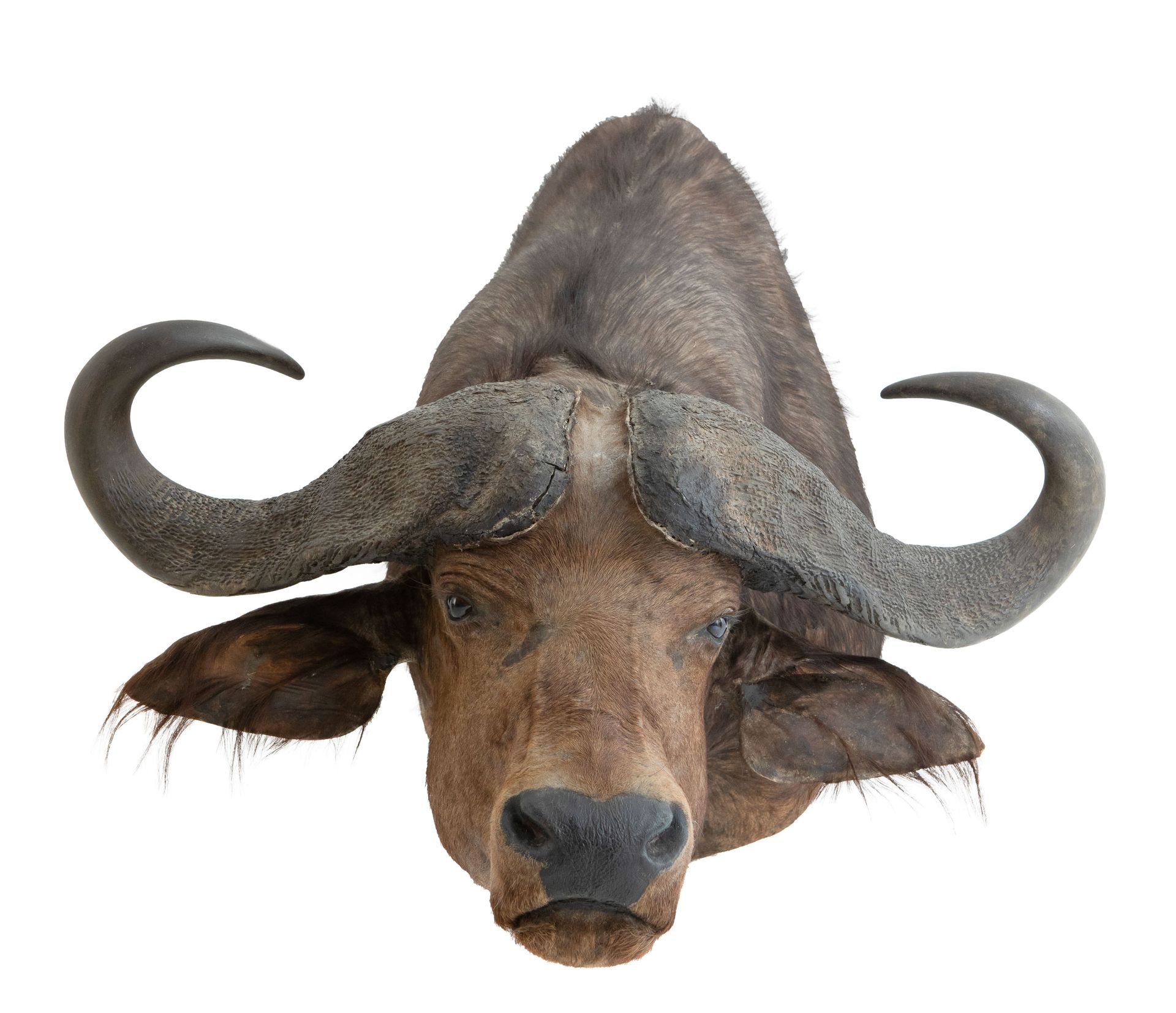 (taxidermie) Trophée de chasse d'un bison d'eau (Bubalus arnée bubalis). 
(tassi&hellip;