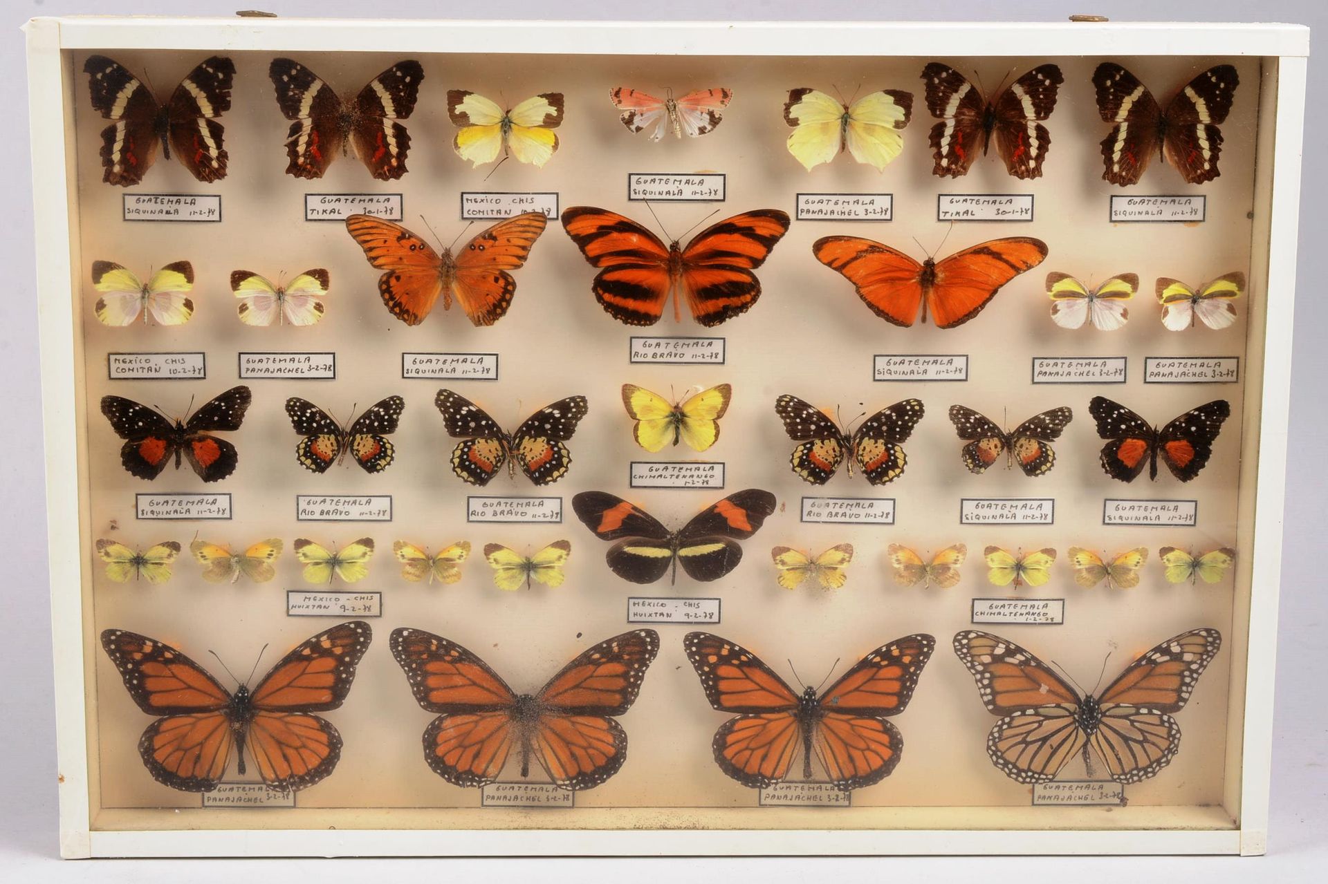 Vitrine à papillons Vitrine à papillons, Guatémala et Mexique Dim: 27,50 x 40 cm