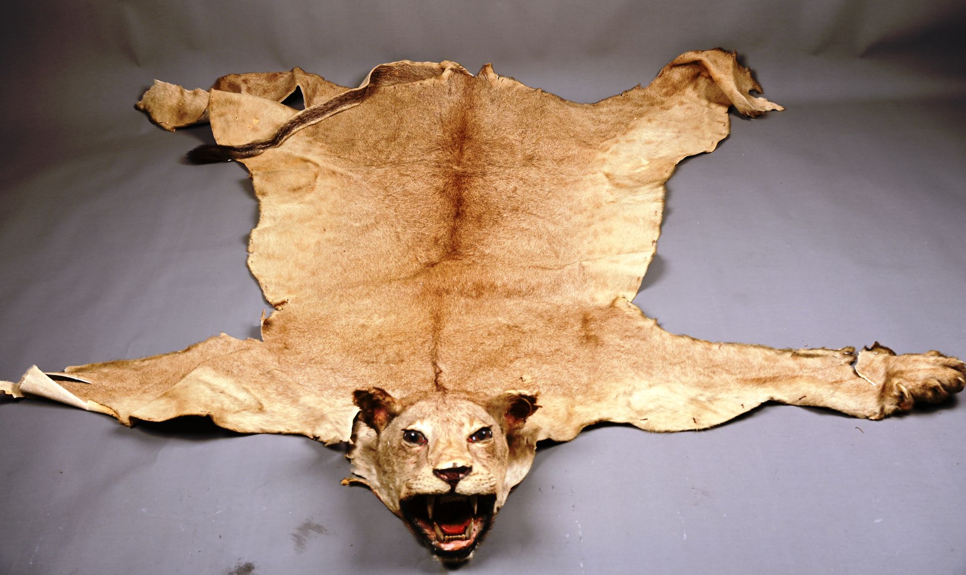 Peau de lionne avec tête naturalisée. 雌狮皮，头部自然化。
尺寸：226厘米 x 160厘米