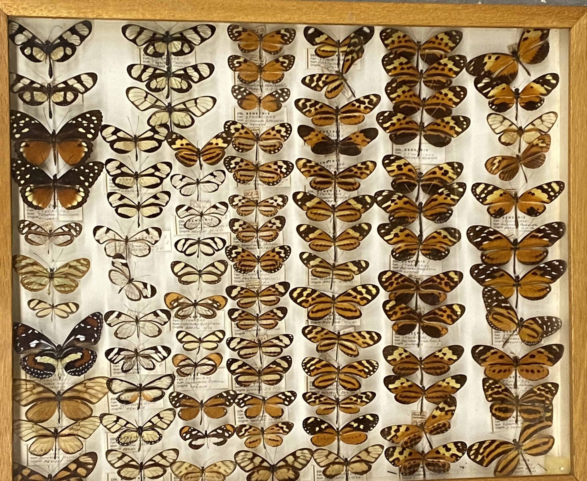 Null Boîte entomologique vitrée contenant différentes espèces de lépidoptères di&hellip;