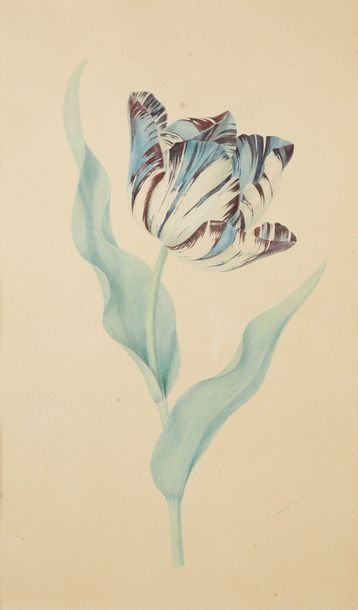 Laure DEVERIA (Paris 1813 - 1838) Une tulipe
Aquarelle et gouache.
Dim.: 42 x 25&hellip;