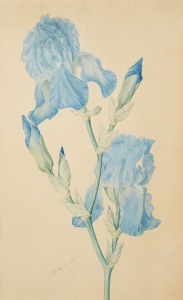 Laure DEVERIA (Paris 1813 - 1838) Une branche d'iris
Signée et datée en bas à ga&hellip;