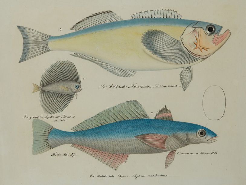 ALOÏS ZÖTL (Freistadt 1803 - Eferding 1887) Etude de poissons
Plume et encre gri&hellip;