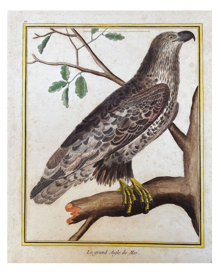François Nicolas MARTINET (1725-1804) Lot de 68 planches en couleurs d'oiseaux d&hellip;
