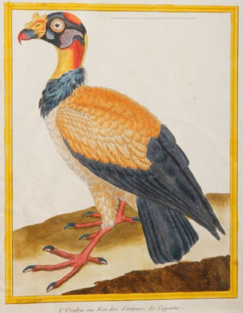 D'après François Nicolas MARTINET (1725-1804) Oiseaux
Vingt et une eaux-fortes c&hellip;