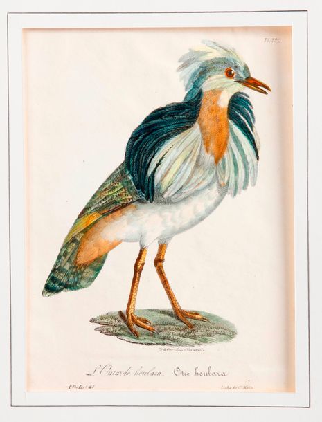 D'après Jacques BARRABAND (1768-1809) et divers Oiseaux
Six eaux-fortes de diffé&hellip;