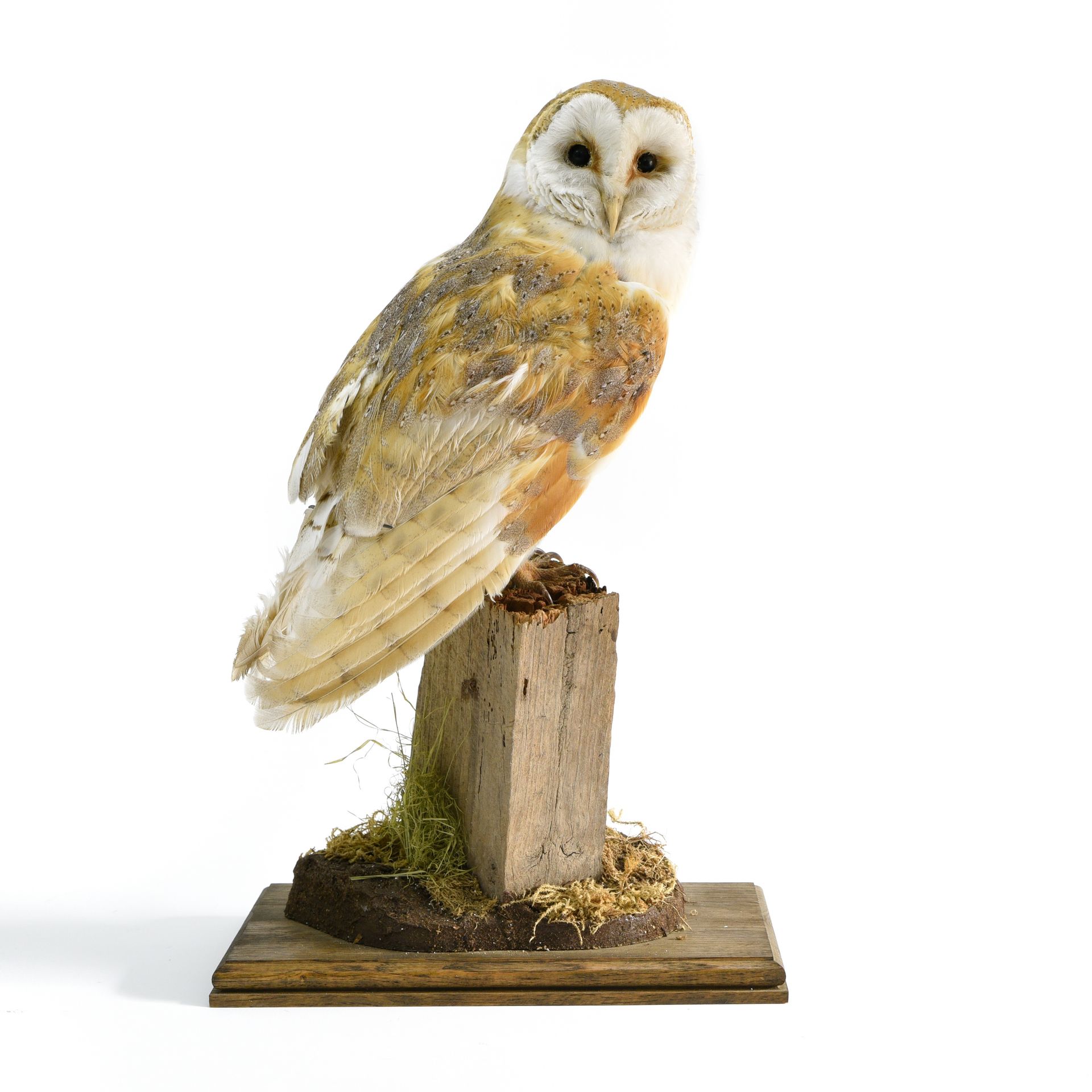 Chouette effraie naturalisée Taxidermy barn owl



Mounted on a wooden base.

 H&hellip;