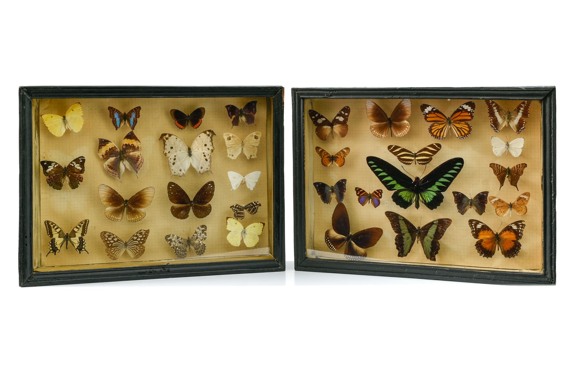 Lot de deux vitrines anciennes 鳞翅虫病

一套两个古董展示柜



每本包含16个标本（有些还有标签

 高：28.5厘米 宽：&hellip;