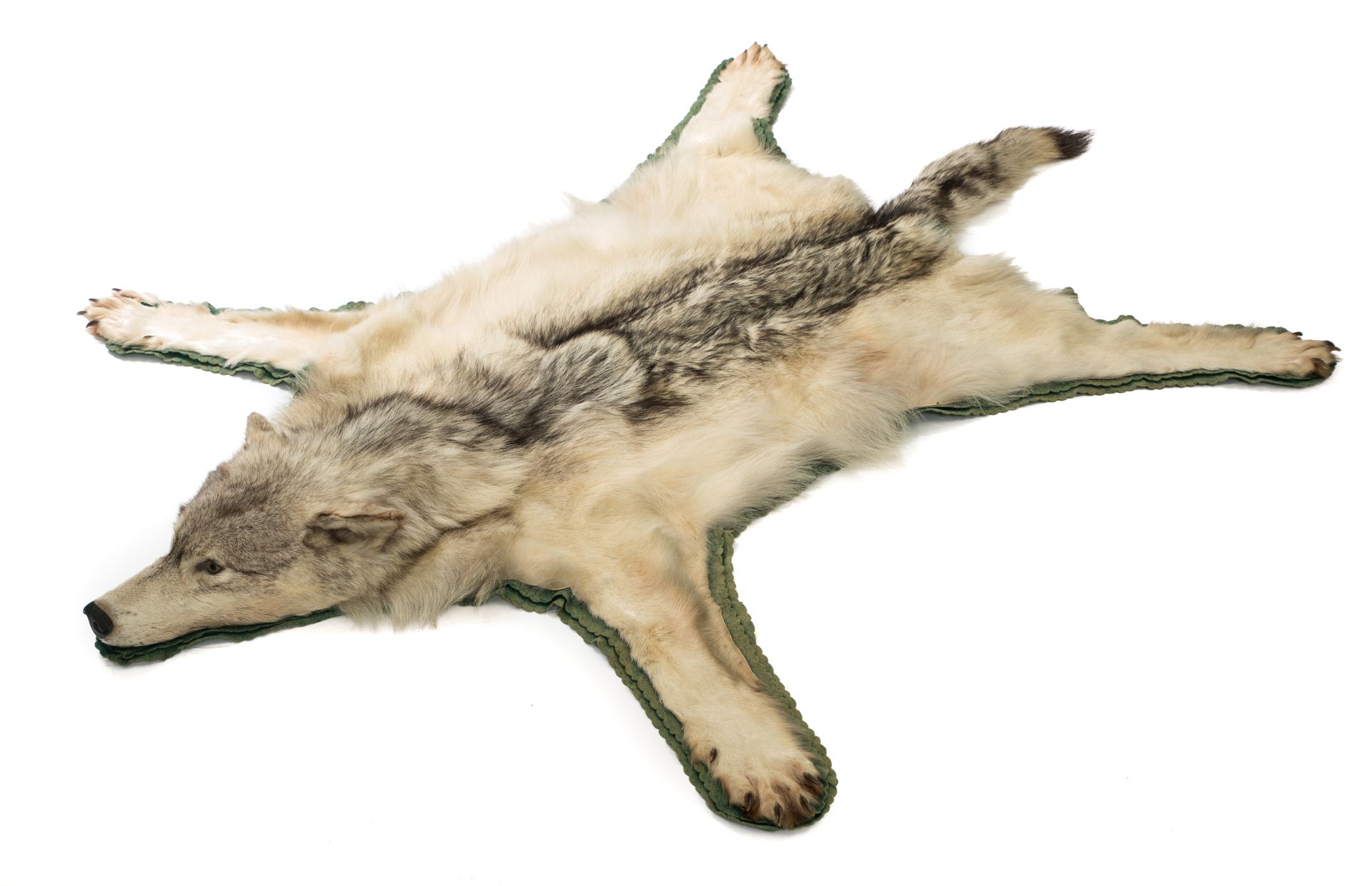 Loup (canis lupus familiaris) Loup (canis lupus familiaris)



Peau montée en ta&hellip;