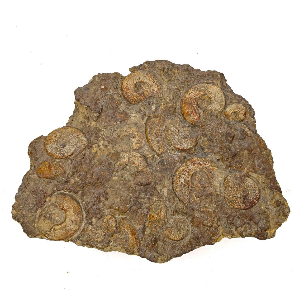 Null JURASSIQUE MOYEN

Important fond marin



constitué d'ammonites fossilisées&hellip;
