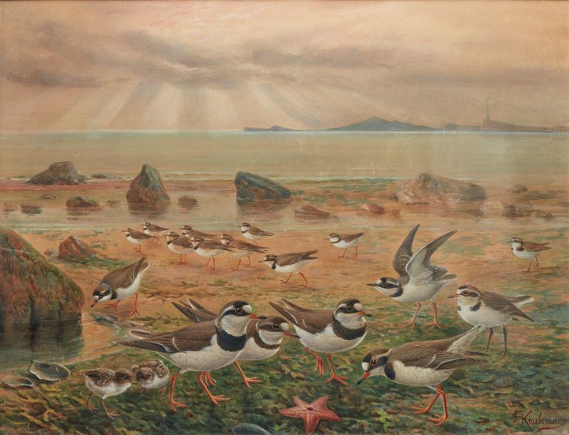 Null John Gerrard KEULEMANS (1842-1912)

Pluviers Grand Gravelot en bord de mer
&hellip;