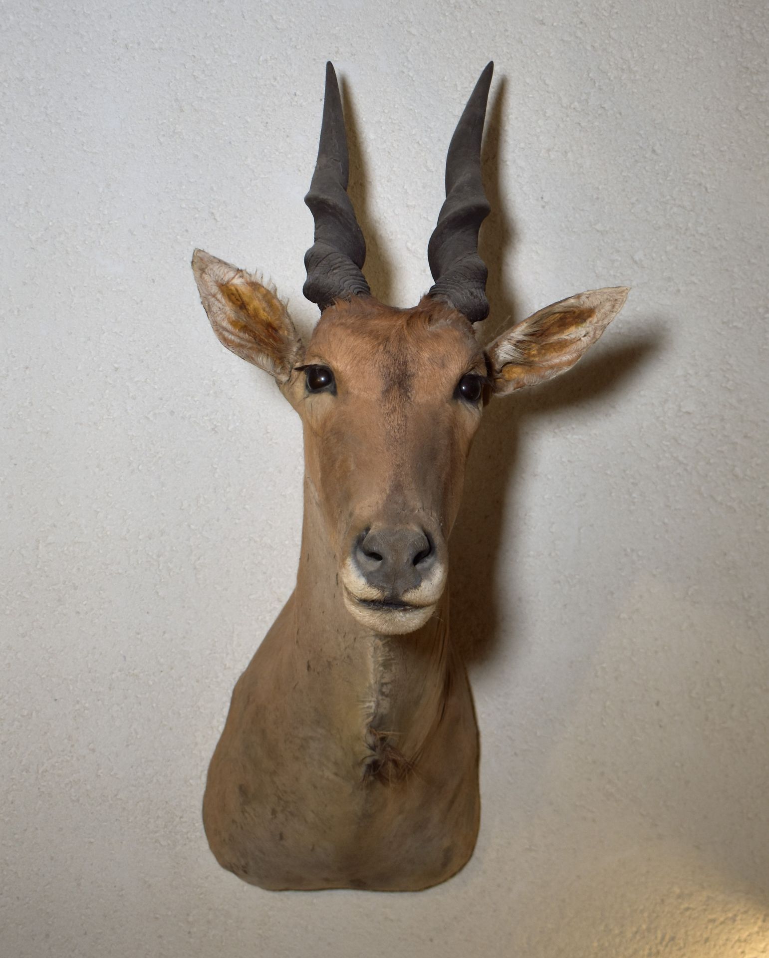 Null 羚羊的奖杯，身穿披风，头顶扭曲的角。高约125厘米