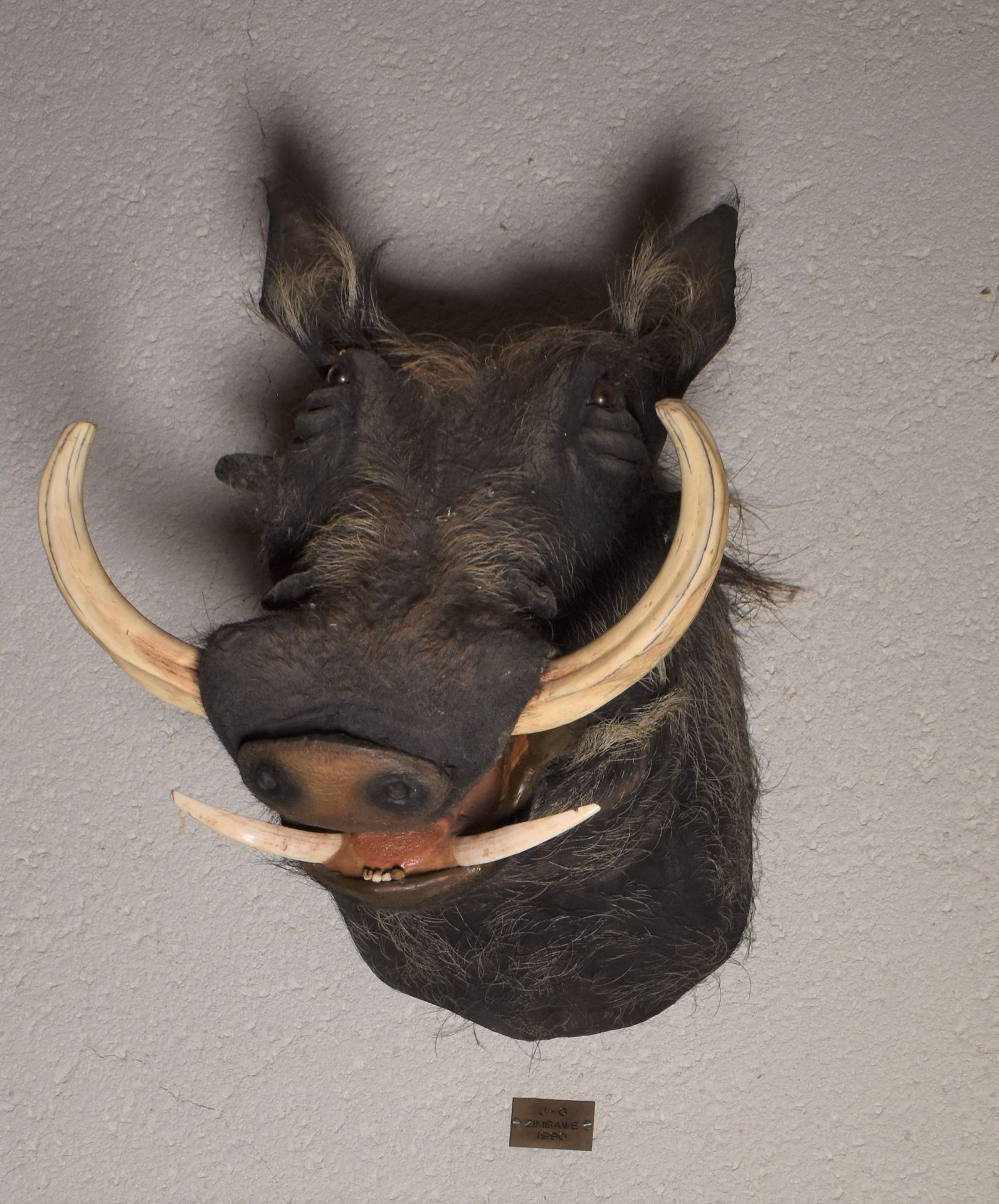 Null TROPHY of warthog in cape. Height. 50 cm approximately
