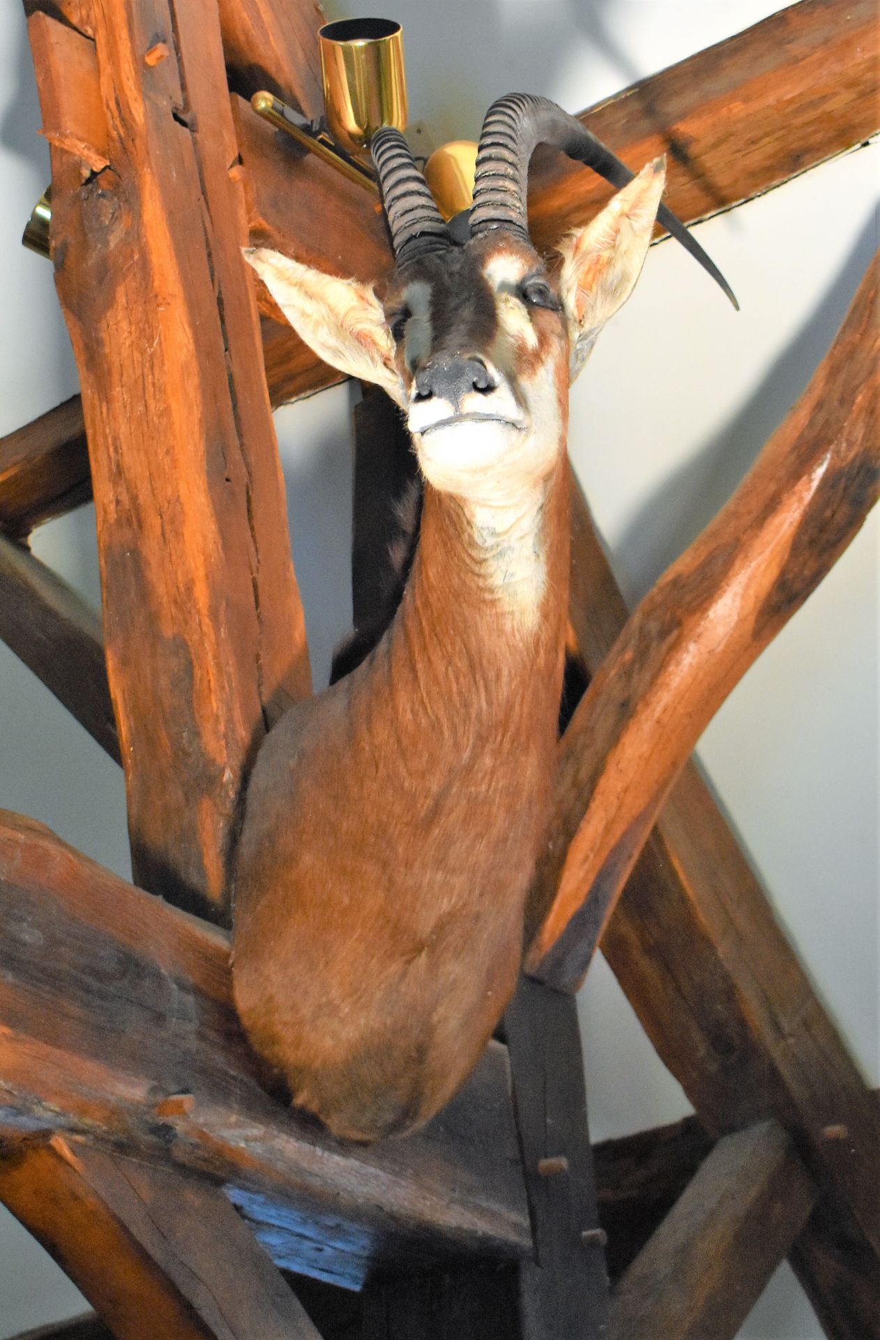 Null TROPHY of sandy antelope in cape. Height 110 cm