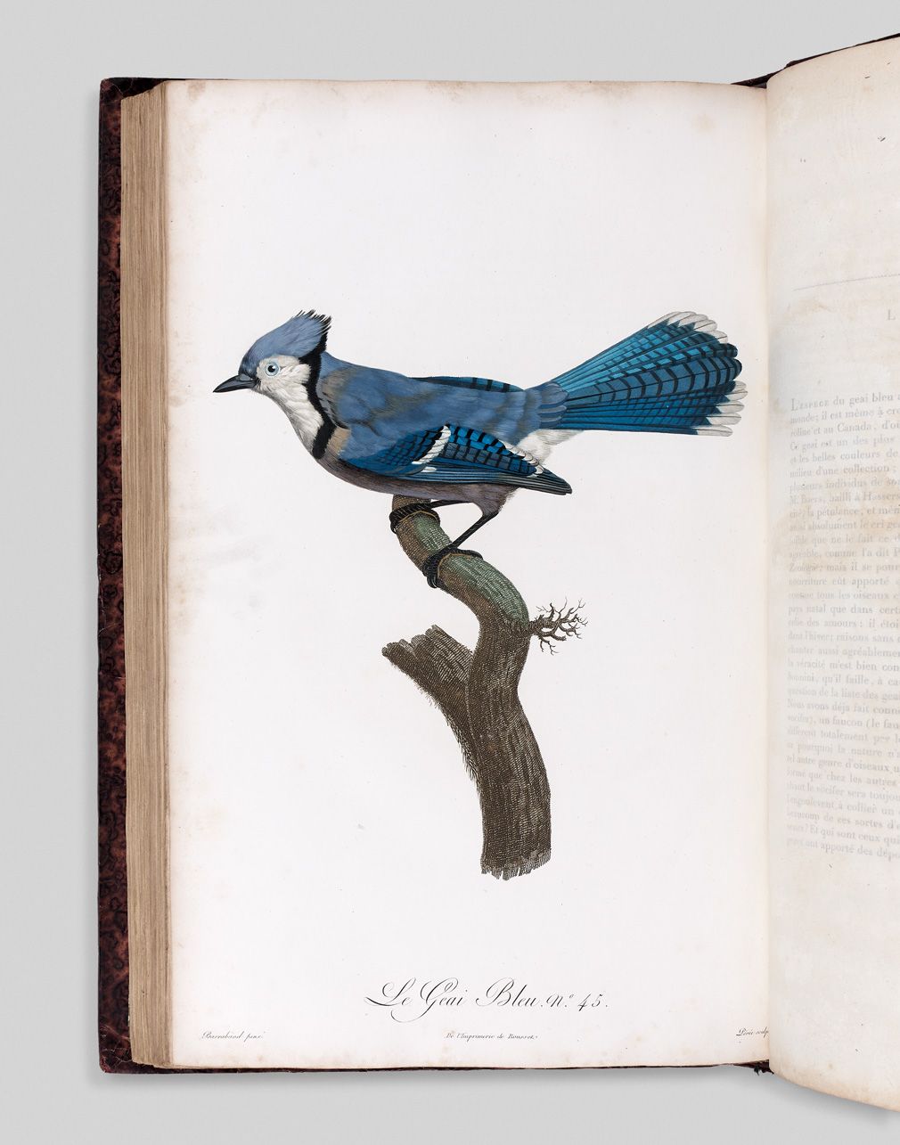 Null LEVAILLANT (François). 1753-1824. Histoire naturelle des Oiseaux de Paradis&hellip;