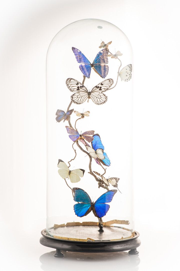 Null Grande globo di vetro e il suo supporto di legno annerito, con 12 farfalle &hellip;