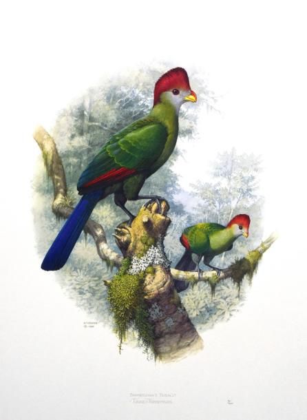 Null ENSEMBLE comprenant 2 ouvrages: COOPER (William T.) – FORSHAW: Turacos. Mel&hellip;