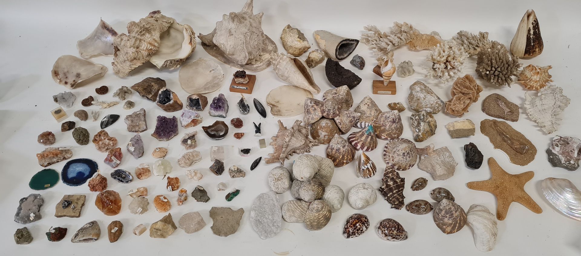 Important lot de plus de 200 minéraux, fossiles, coquillages...