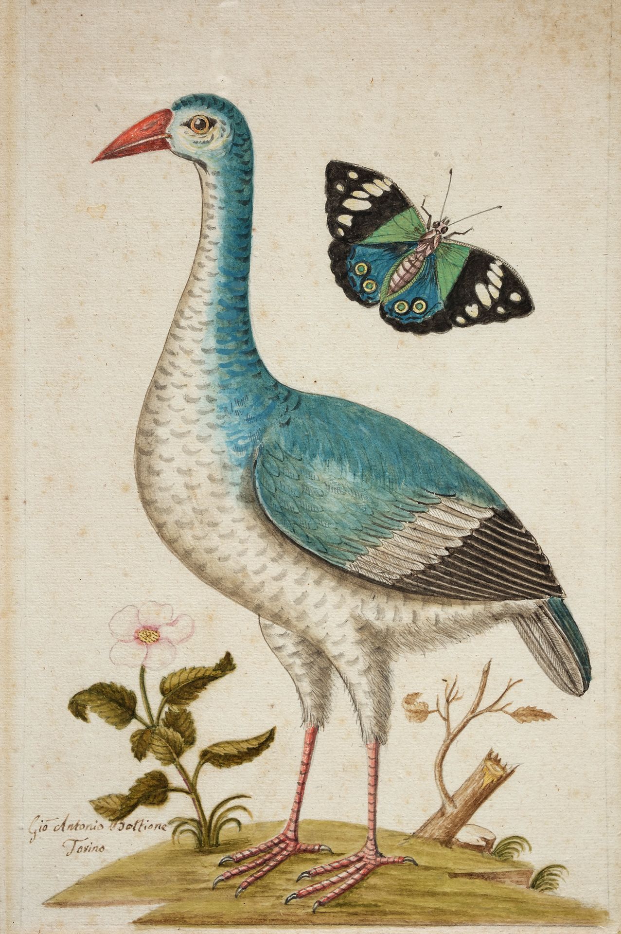 GIO ANTONIO BOTTIONE (act. 1770-1807 au jardin botanique de l'université de Turi&hellip;
