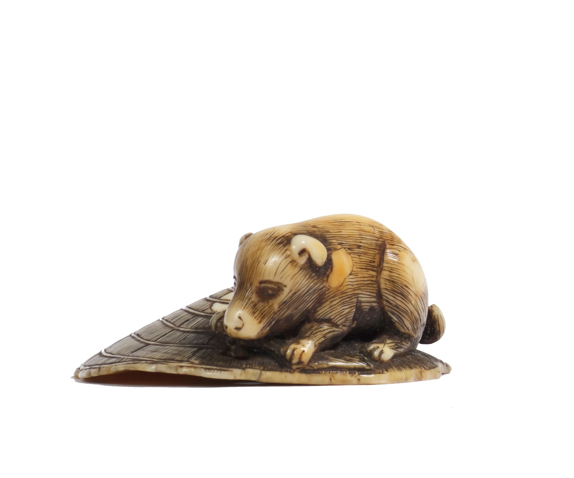 JAPON - Fin Époque EDO (1603 - 1868) Ivory netsuke, dog on a straw hat, gnawing &hellip;