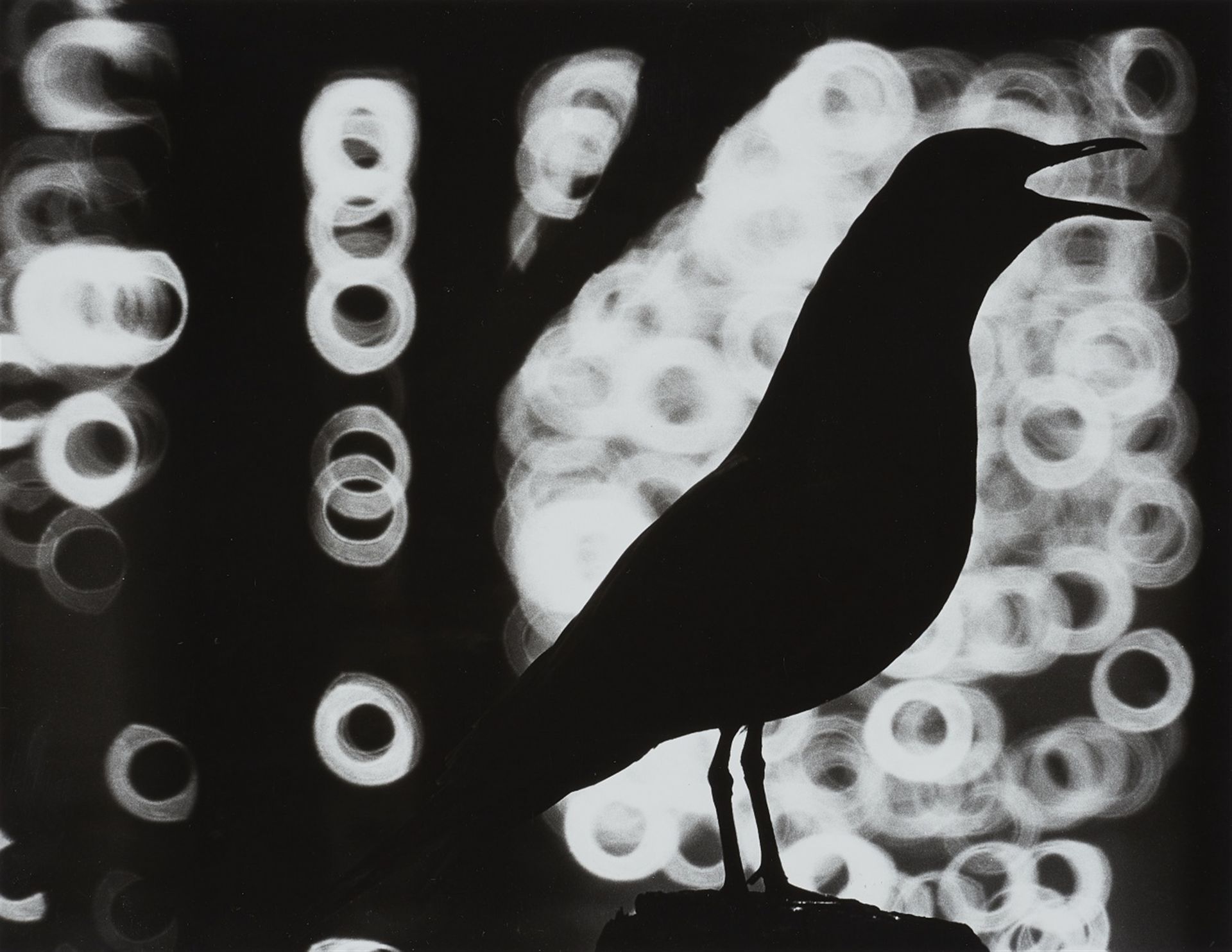 Peter Keetman 彼得-基特曼



燕鸥的剪影

1993



明胶银印刷品在爱克发纸上的高光泽度。30 x 23,3 cm（30,8 x 23,&hellip;