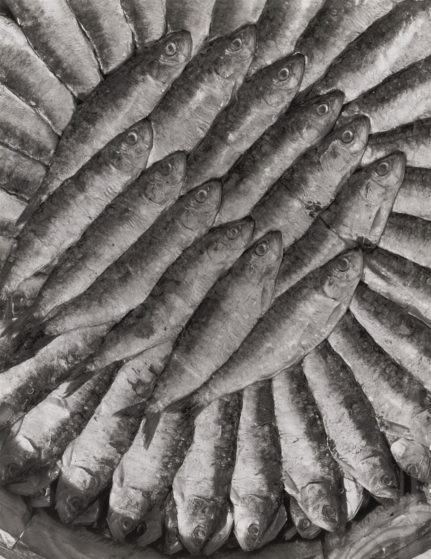 Emmanuel Sougez Emmanuel Sougez



沙丁鱼

1932



明胶银印刷品高光20世纪50年代。36,9 x 28,7厘米。背&hellip;