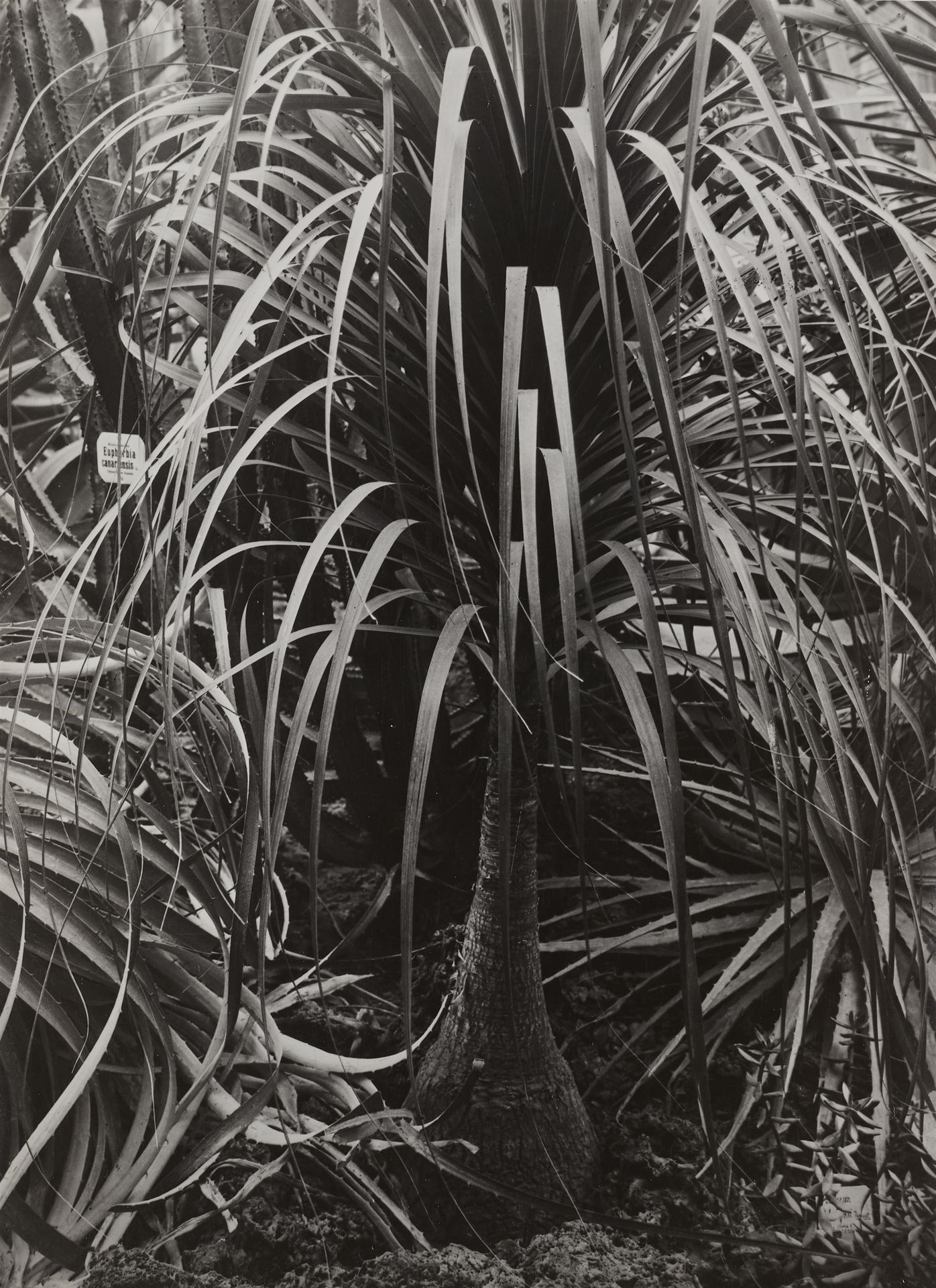 Albert Renger-Patzsch Albert Renger-Patzsch



象脚草(Beaucarnea recurvata)

1929

&hellip;