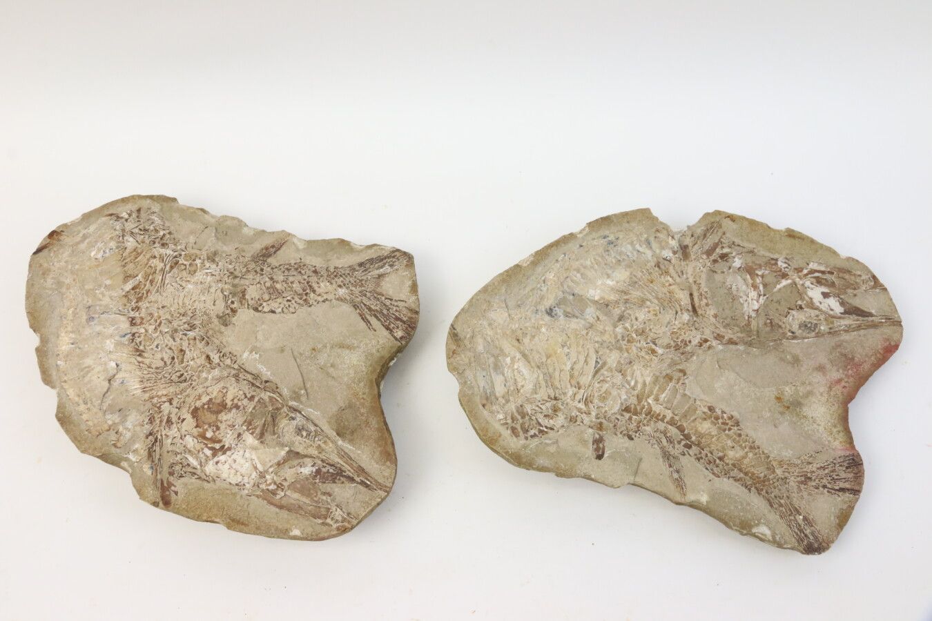 Null Poissons fossiles avec gangues sous forme de coupe longitudinale. Deux spéc&hellip;