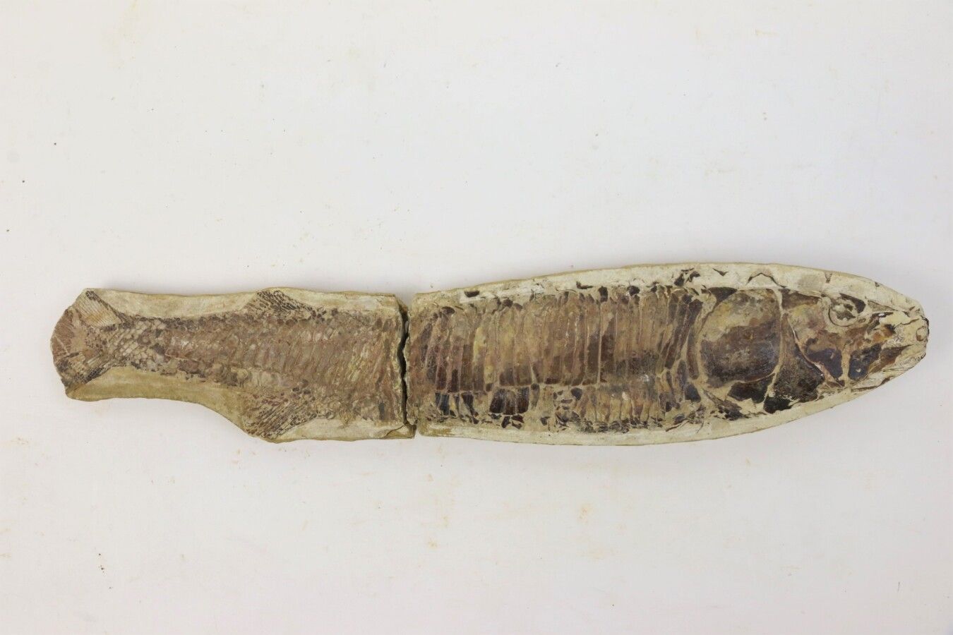 Null Poisson fossile en gangue. Partie codale atrophiée. 

L. 14,7 cm - l médian&hellip;