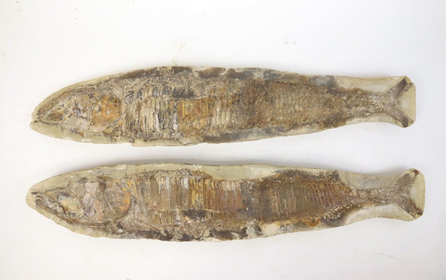 Null Poissons fossiles avec gangues sous forme de coupe longitudinale.

L. 62,3 &hellip;
