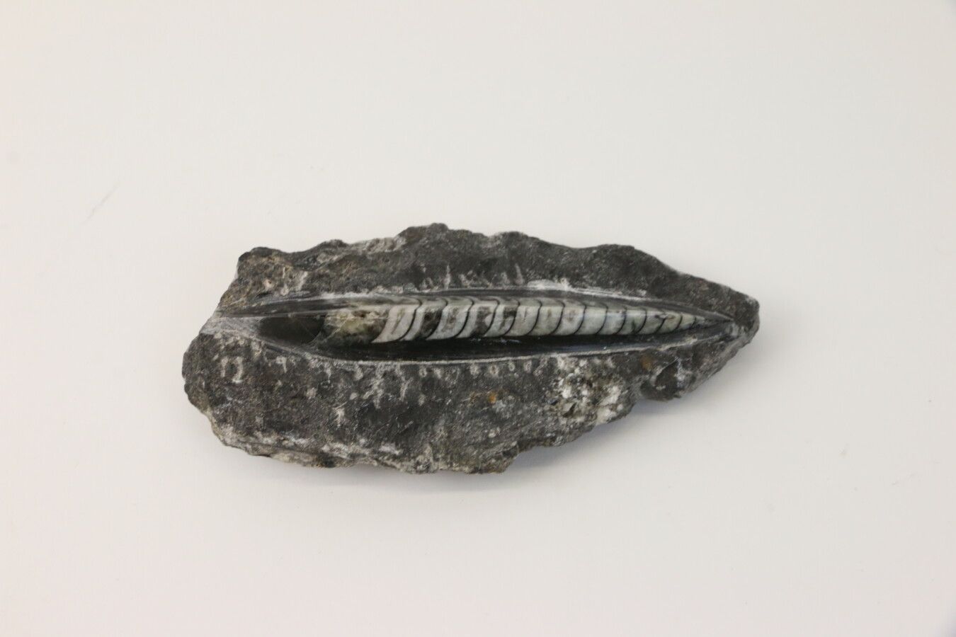 Null Orthocere, fossil

14 x 7,5 x 1 cm