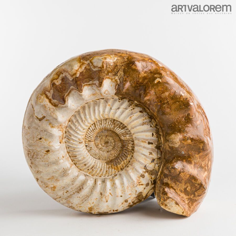 Null Ammonite de Madagascar, belle patine.

Hauteur: 33 cm - Diamètre: 28 cm - P&hellip;