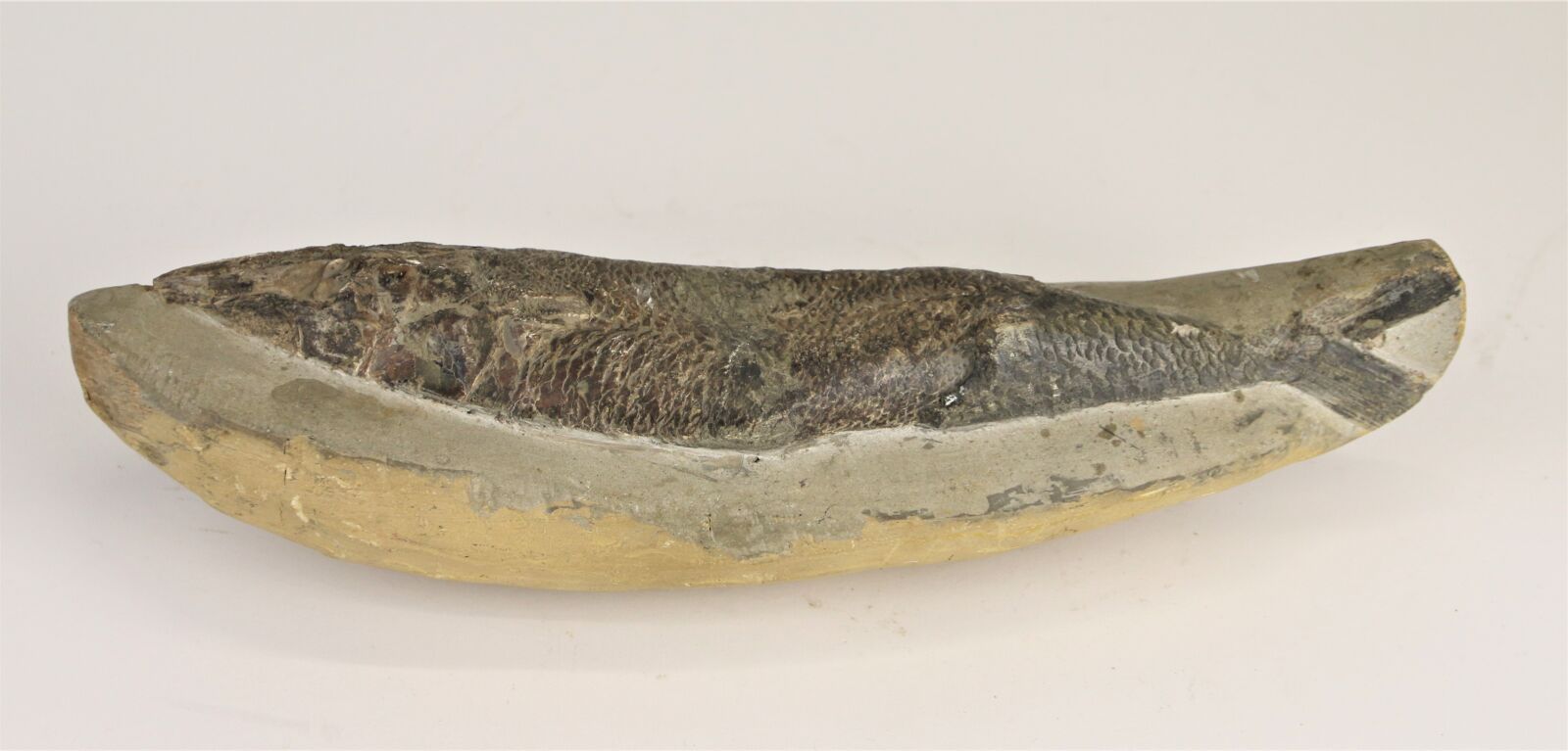 Null Fósil de pez.
Longitud: 30 cm