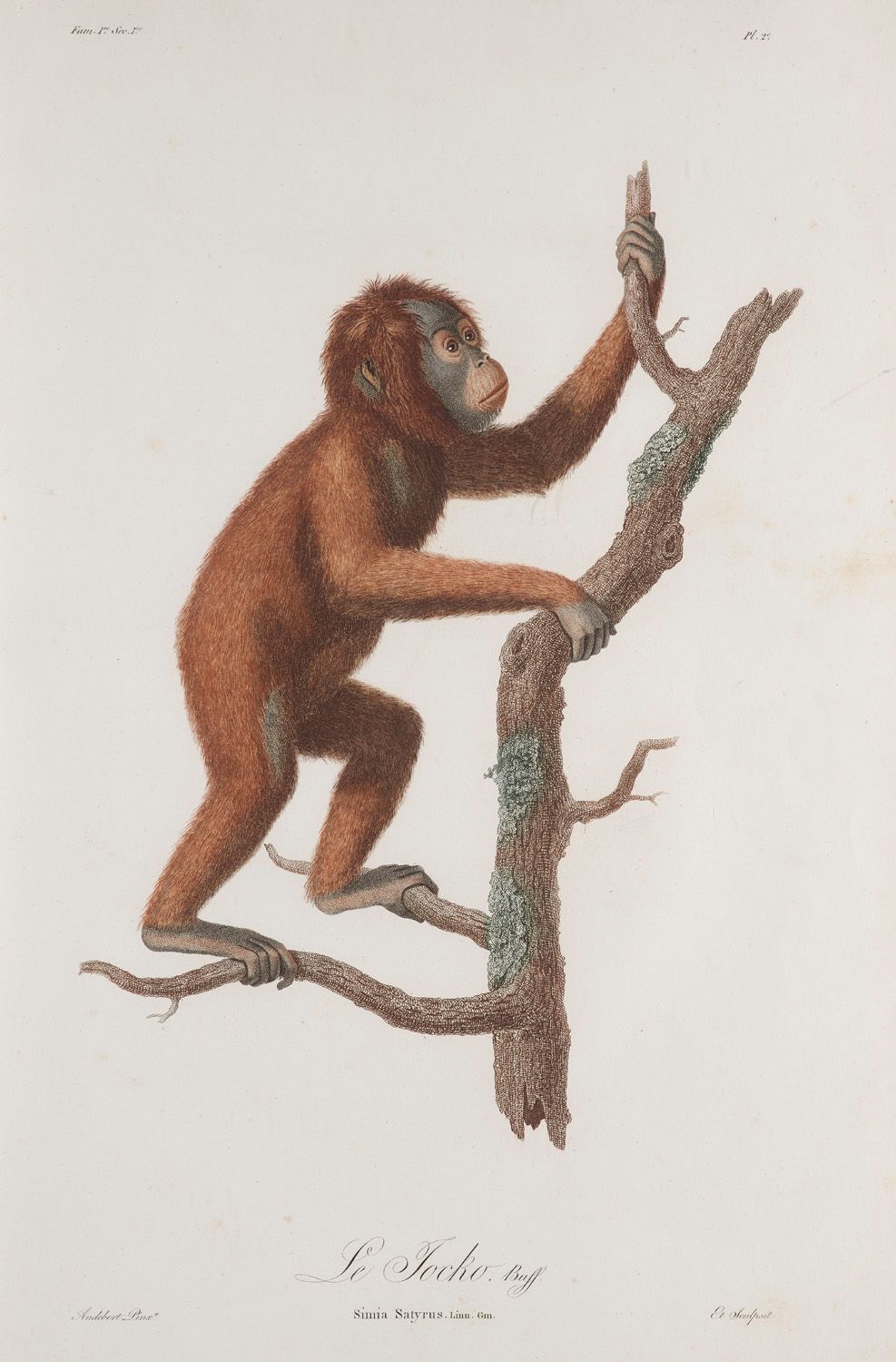 Audebert, J.-B. Histoire naturelle des singes, peints d'après nature (und) Histo&hellip;
