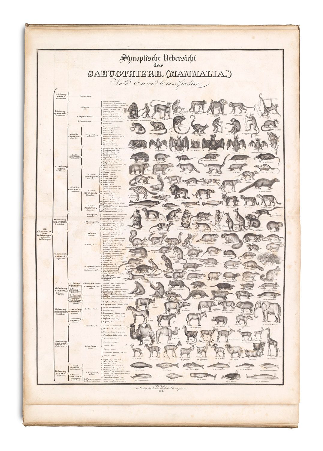 Cuvier, Georges Synoptischer Atlas der Zoologie nach Cuvier's Classification in &hellip;
