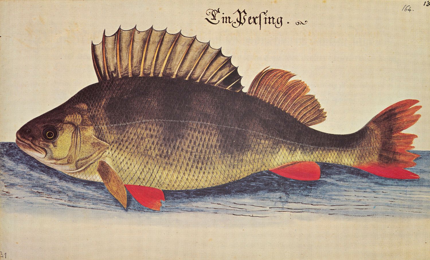 Sammlung von vier Faksimile-Ausgaben. 四本传真版作品集。

内容包括莱昂哈德-巴尔德纳鸟类、鱼类和动物之书，1666 年。&hellip;