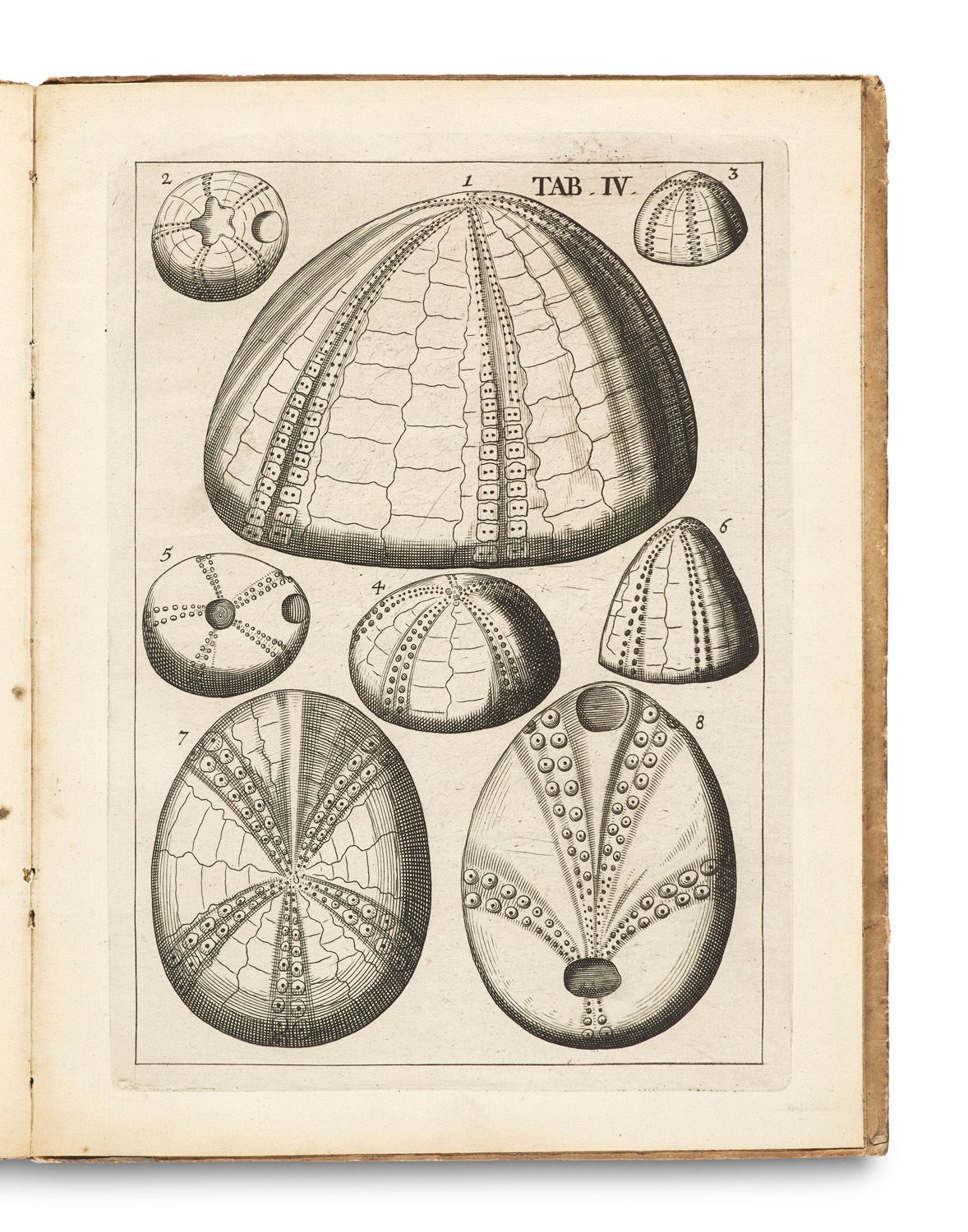 Melle, Jakob von De lapidibus figuratis agri litorisque Lubecensis. Mit 4 Kupfer&hellip;