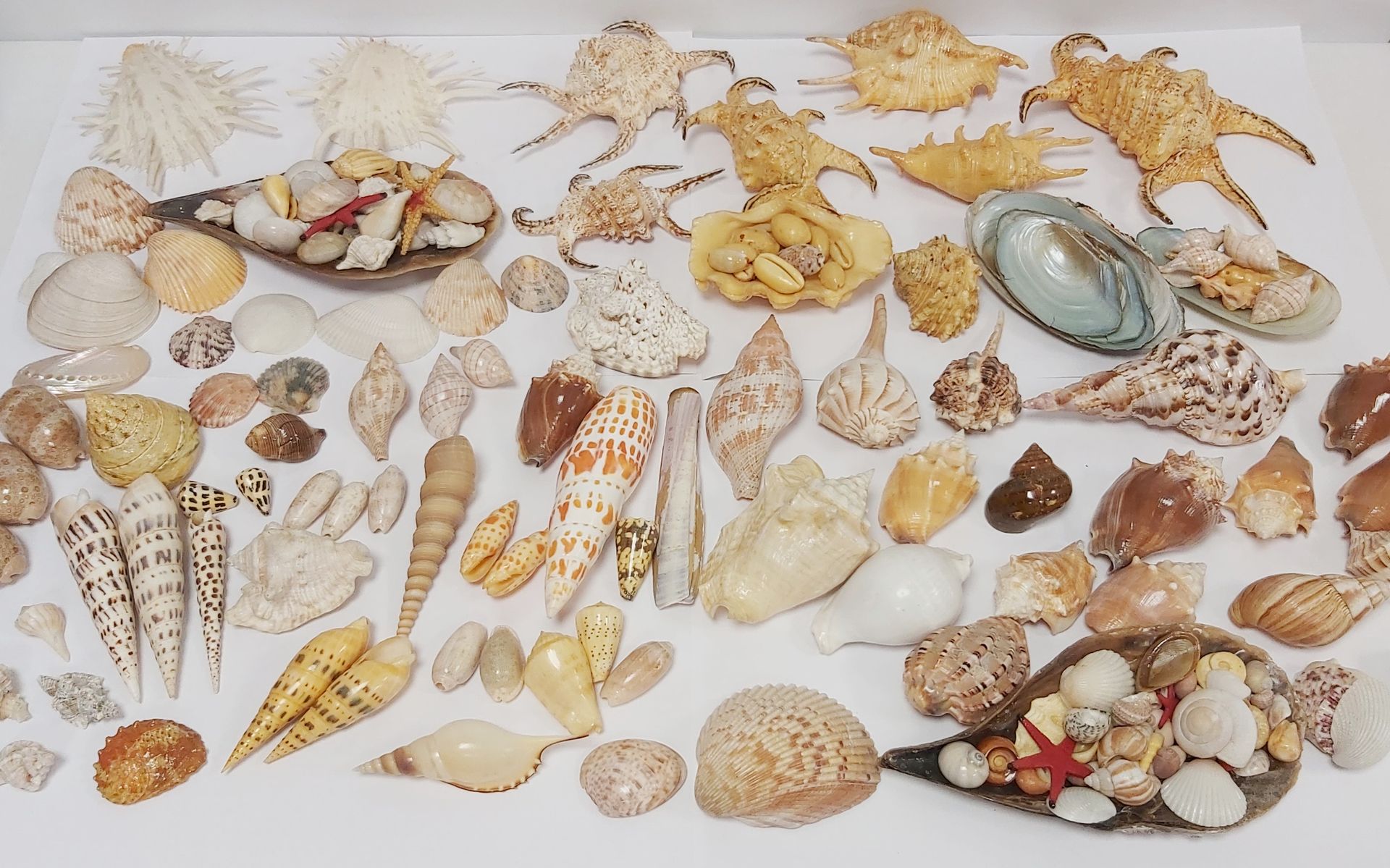 Null Important lot of shells including porcelain.