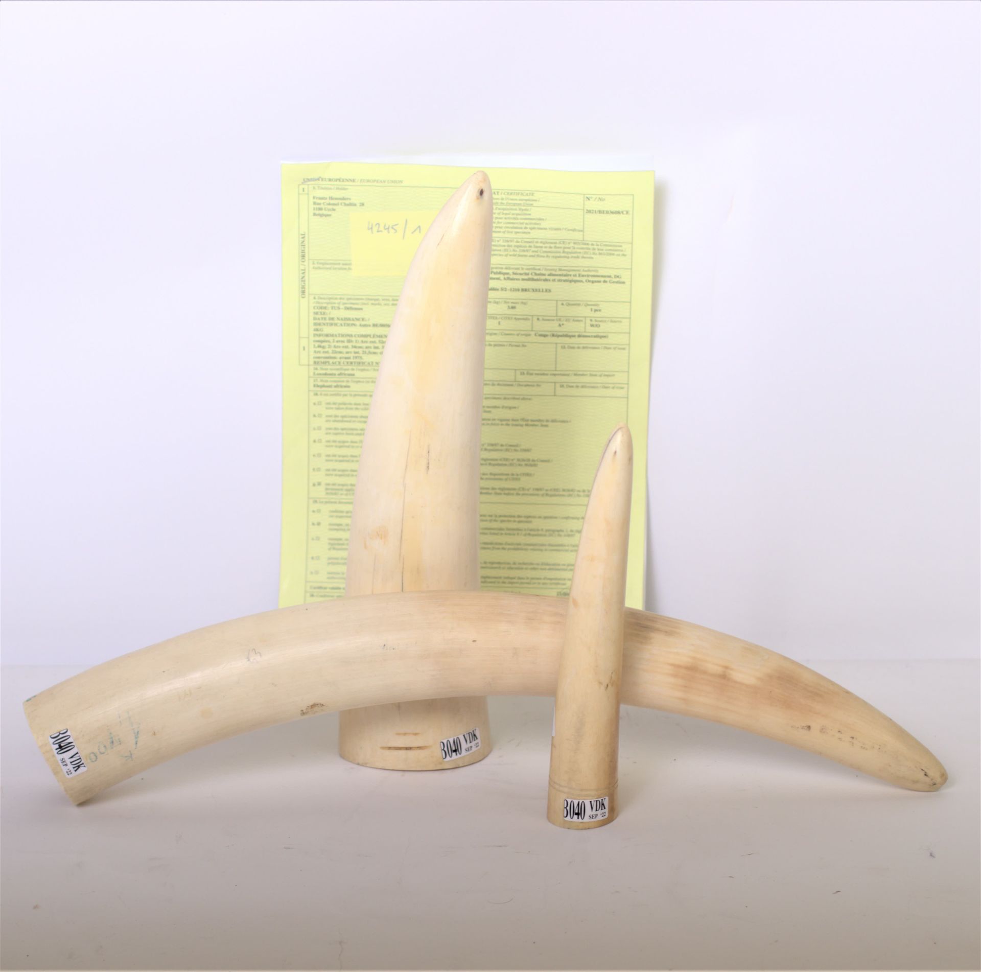 Null Lot of 3 elephant tusks (*). The CITES certificate is attached. Total weigh&hellip;