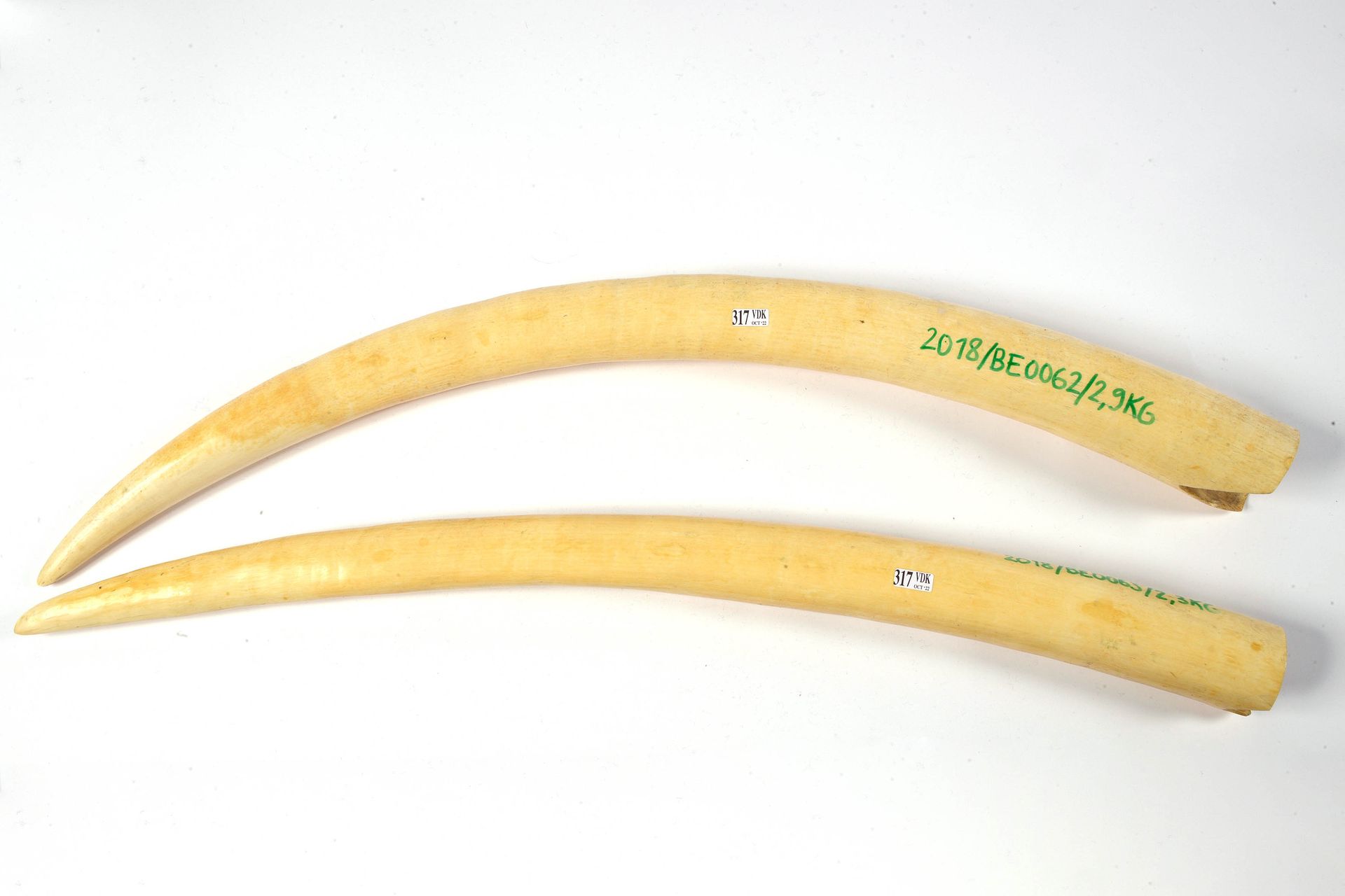 Null Two large raw elephant tusks in ivory. A CITES certificate of 2019 for each&hellip;
