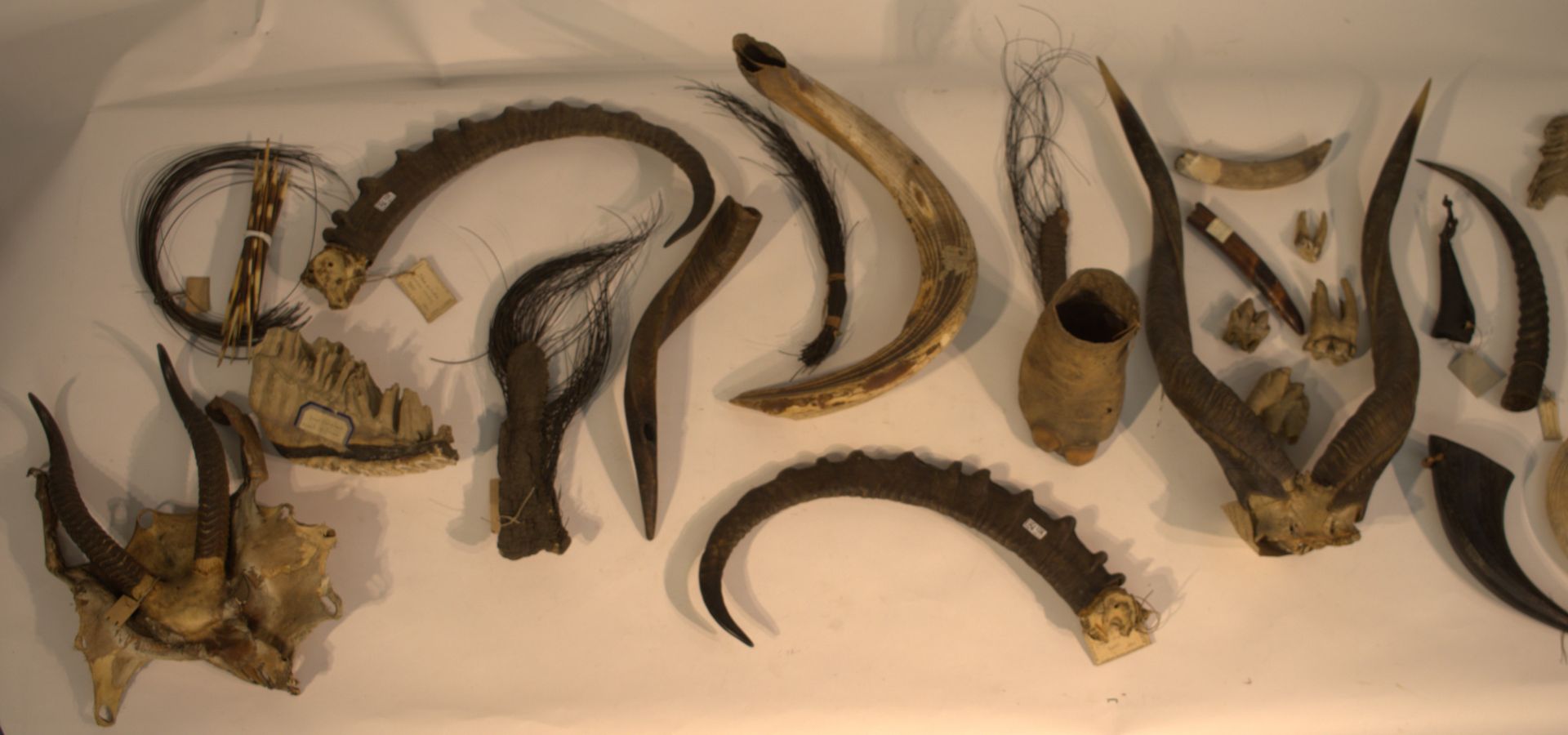 Null 一批由路易-洛朗收集的1900年以前的狩猎战利品刚果，刚果民主共和国。出处：那慕尔的路易-洛朗博士的前收藏。