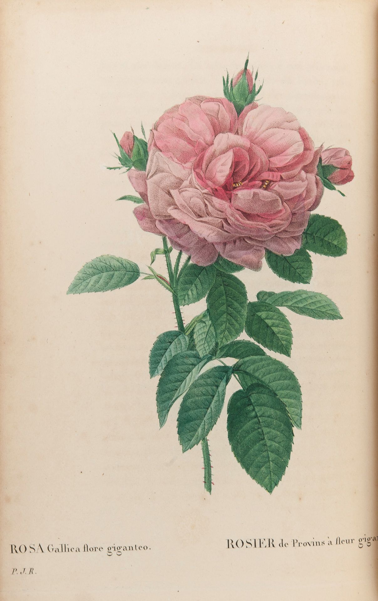 Pierre-Joseph REDOUTE (1759-1840) 
巴黎，Panckoucke，1824年，大卷，8开，半卷，褪色的红色大理石楔子，背面有神经&hellip;