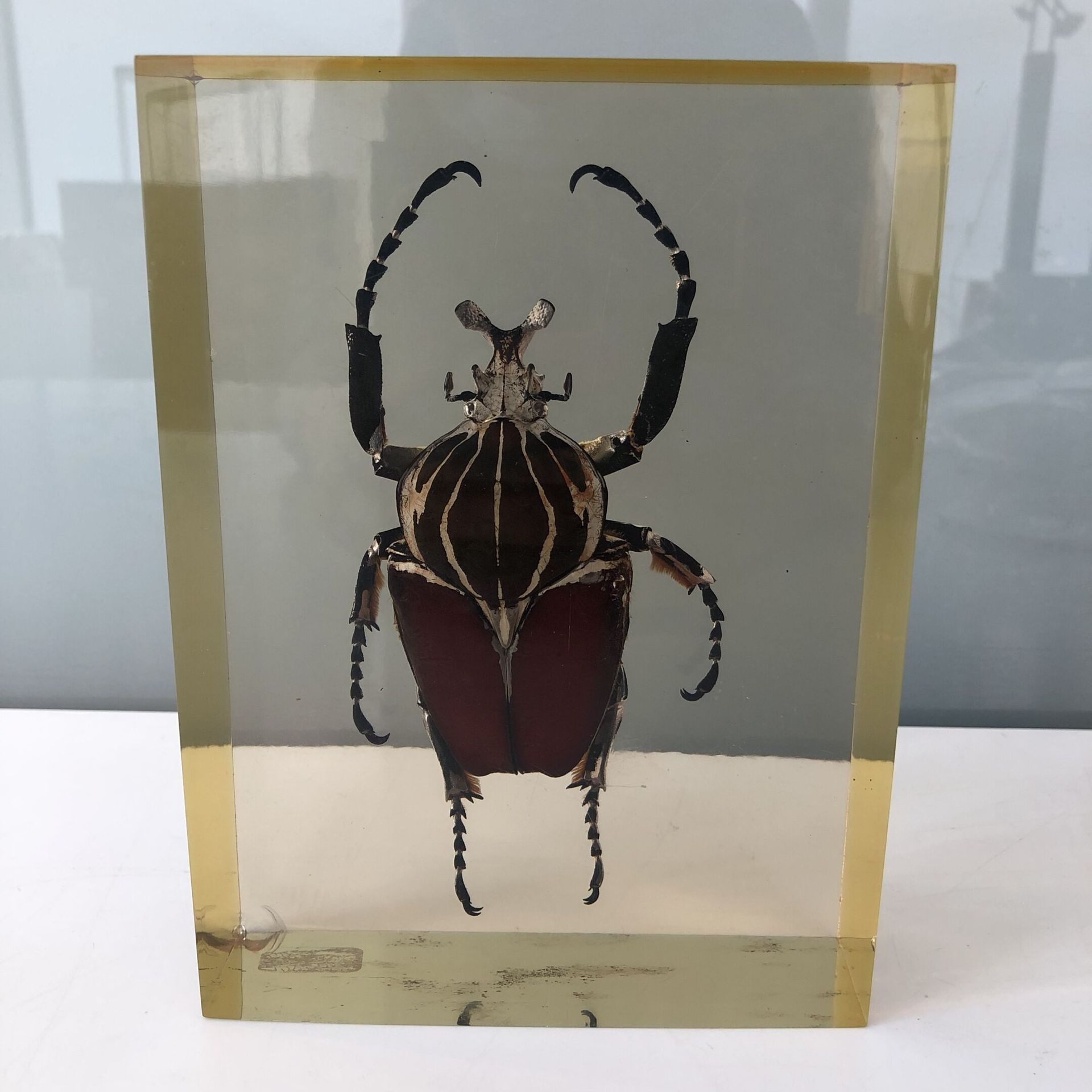 Null 
Escarabajo Goliat bajo plexiglás.




18 x 13 x 5,5 cm.




Desgaste, arañ&hellip;