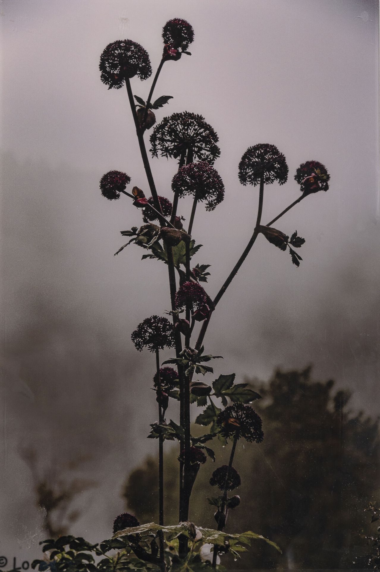 École contemporaine Angelica Gigas.

Color print on dibond.

60 x 40 cm.