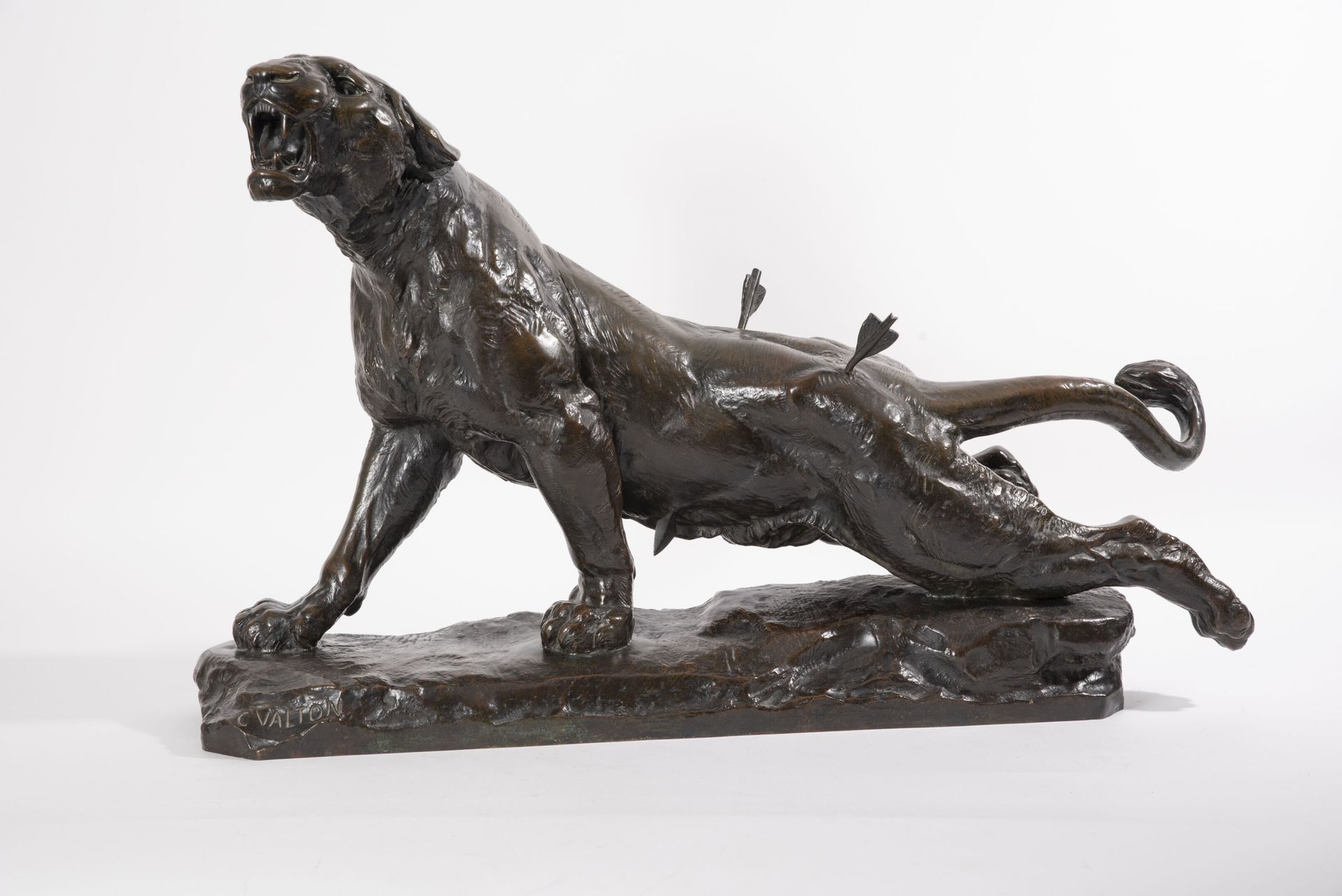 D'après Charles VALTON (1851-1918) 受伤的老虎。

青铜材质的证明，带有棕色阴影的古铜色。

在露台上签名。

由创始人Sio&hellip;