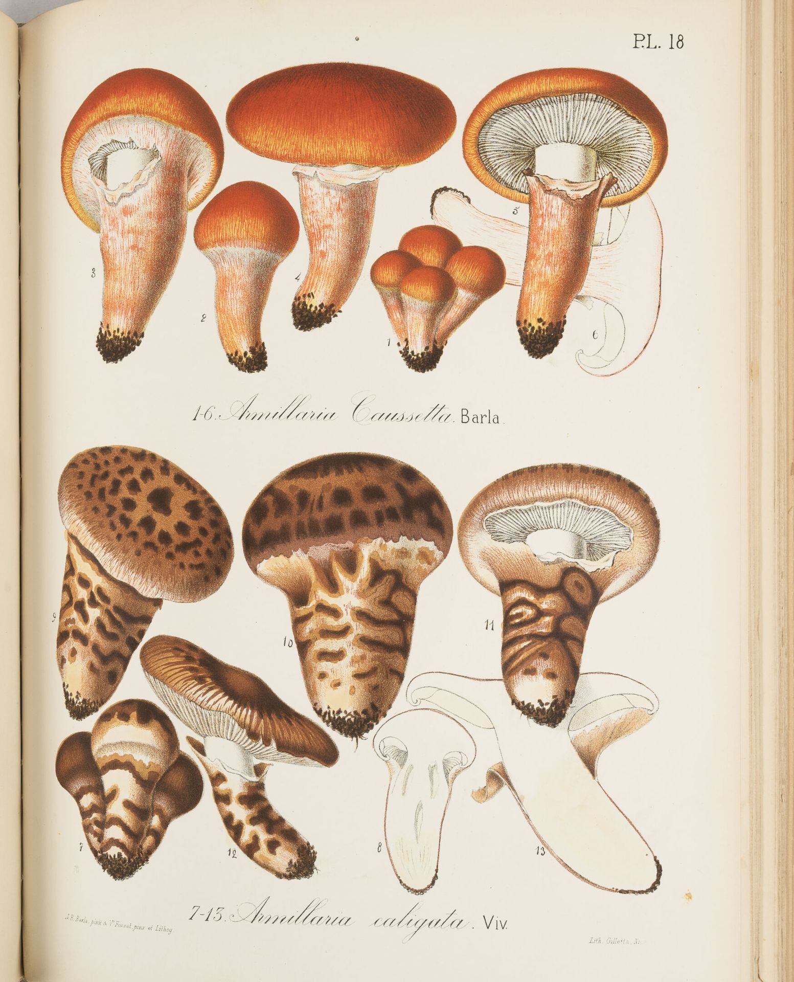 BARLA (Jean-Baptiste) Flore mycologique illustrée des champignons des Alpes mari&hellip;