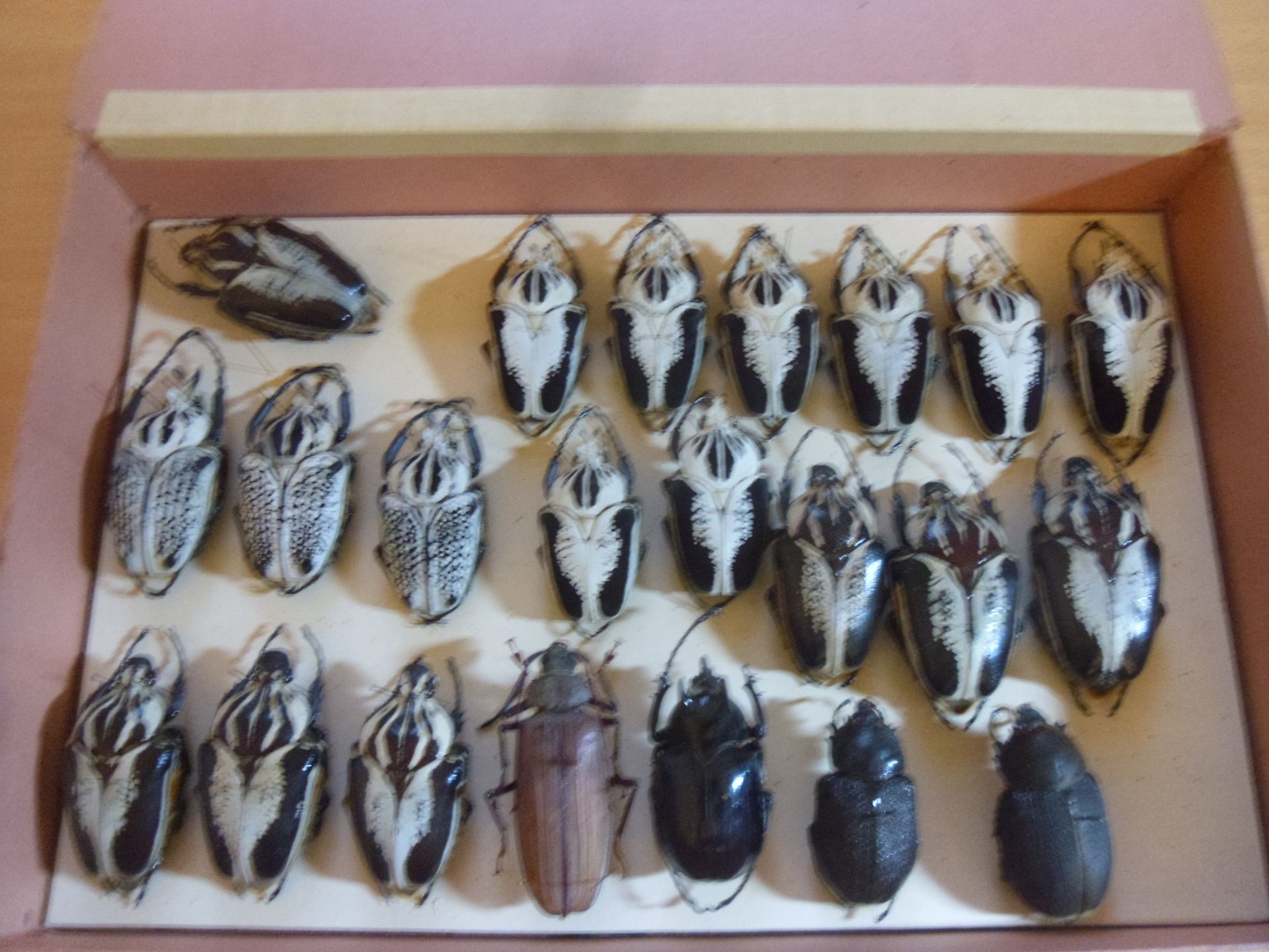 Null Boîte entomologique non vitrée comprenant 22 spécimens de coléoptères exoti&hellip;