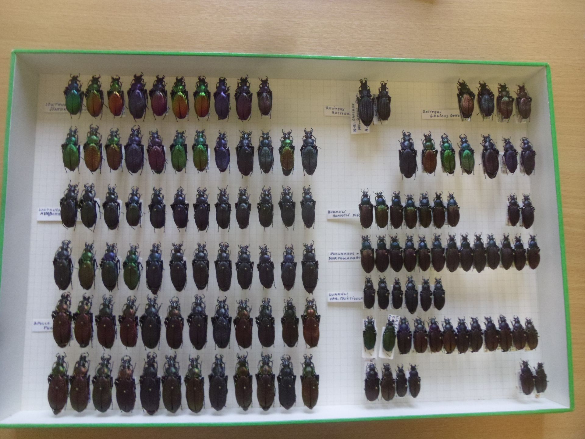 Null Boîte entomologique non vitrée comprenant plus de 80 spécimens de coléoptèr&hellip;