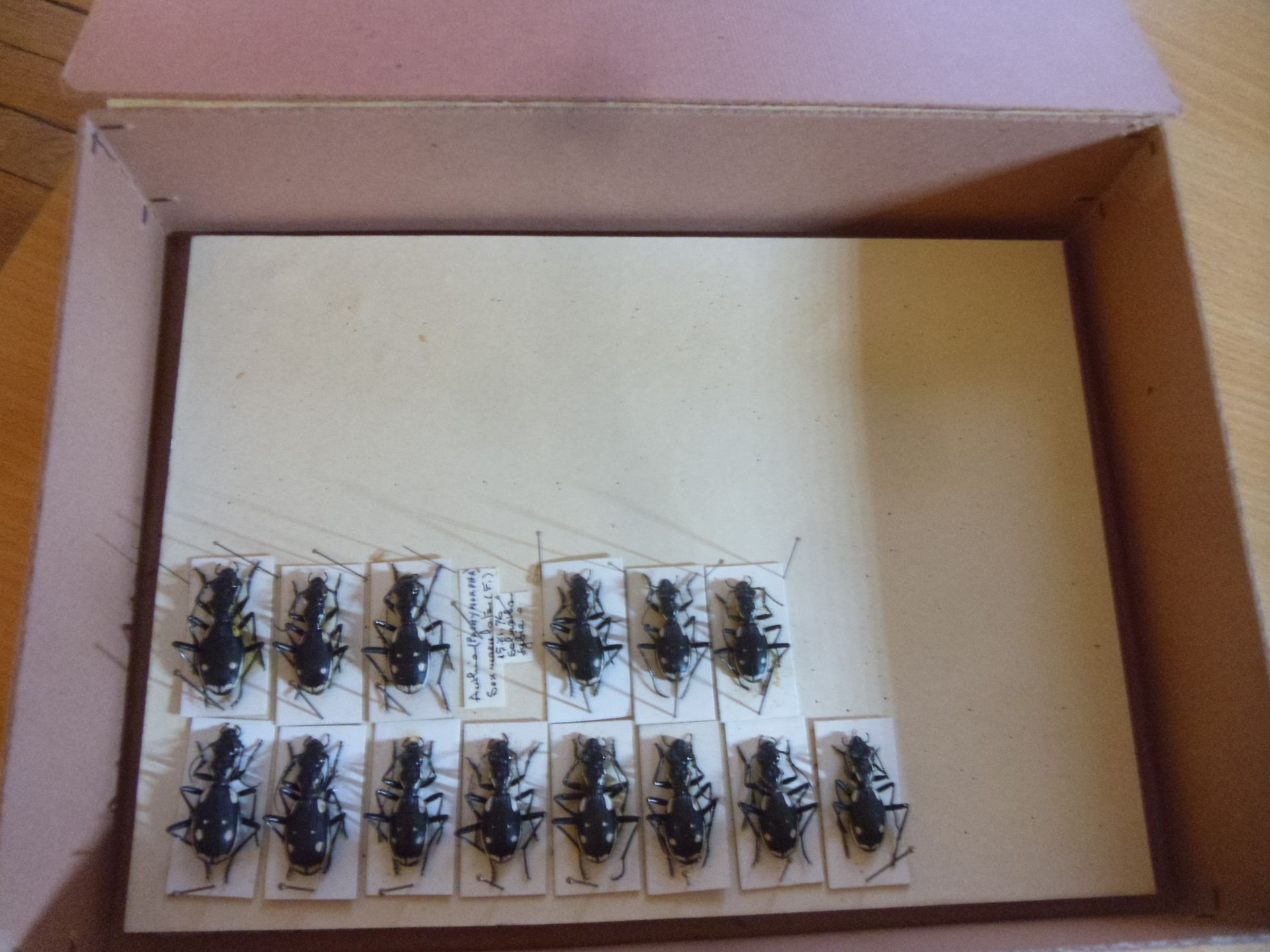 Null Boîte entomologique non vitrée comprenant 14 spécimens de coléoptères exoti&hellip;